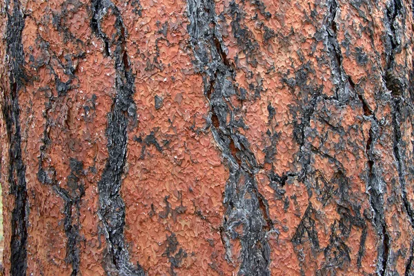 Detailní Záběr Textury Kmeni Borovice Ponderosa Flagstaffu Arizona Loupání Kůry — Stock fotografie