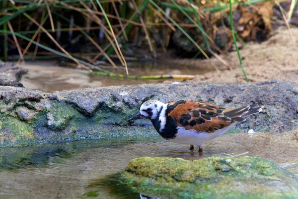 Jeden Ruddy Turnstone Ptak Szuka Pożywienia Płytkim Basenie Wodą — Zdjęcie stockowe