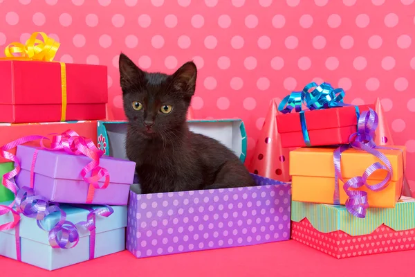 분홍색 테이블 주위에 선물이 보라색 상자에 고양이 — 스톡 사진