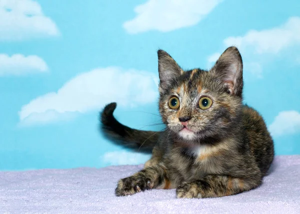 Tortie Tabby Images Libres De Droit Photos De Tortie Tabby Page 2 Depositphotos Tortie Tabby Images Libres De Droit Photos De Tortie Tabby Page 2 Depositphotos