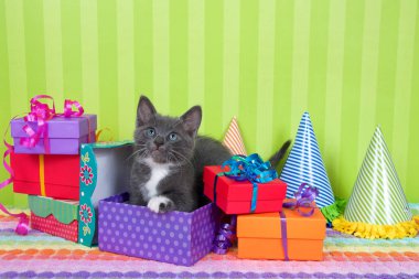 İki aylık gri ve beyaz tekir kedicik parti şapkalı parlak renkli kutuların içinde dikizliyor. Parlak yeşil çizgili arka plan ve yukarıda kopya için yer var.