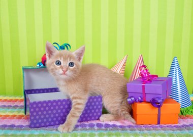 İki aylık turuncu turuncu tekir kedicik parti şapkalı parlak renkli kutuların içinde dikizleyip duruyor. Parlak yeşil çizgili arka plan ve yukarıda kopya için yer var.