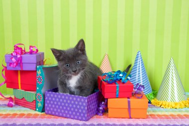 İki aylık gri ve beyaz tekir kedicik parti şapkalı parlak renkli kutuların içinde dikizliyor. Parlak yeşil çizgili arka plan ve yukarıda kopya için yer var.