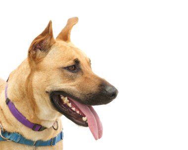 Beyaz zeminde izole edilmiş genç bir Alman çoban köpeğinin profil portresi