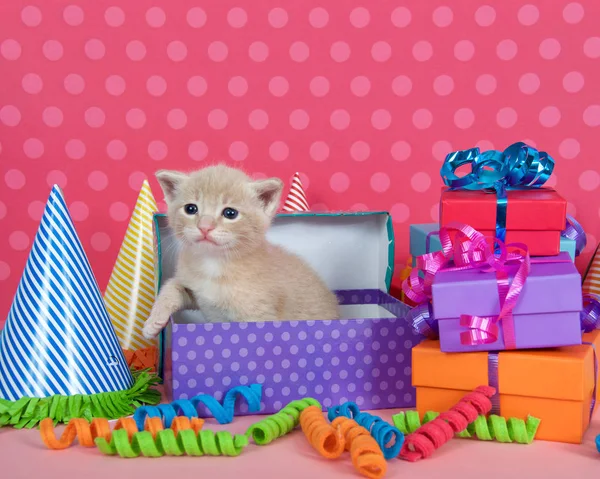 Chaton buff orange dans une boîte d'anniversaire avec des cadeaux et des chapeaux de fête — Photo