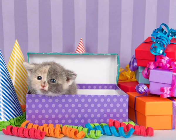 Calico kitten in birthday box with presents and party hats — Stock Photo, Image