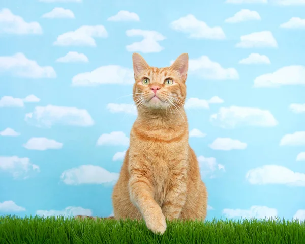 Naranja jengibre tabby gato sentado en alto hierba llegar — Foto de Stock