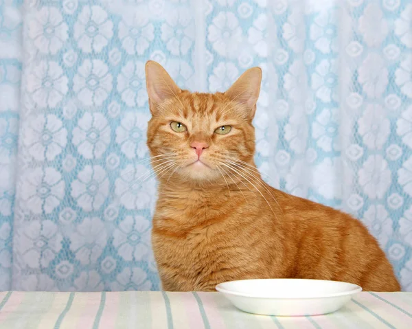 Молодий помаранчевий таббі кіт сидить на кухонній стійці з білою пляшкою — стокове фото