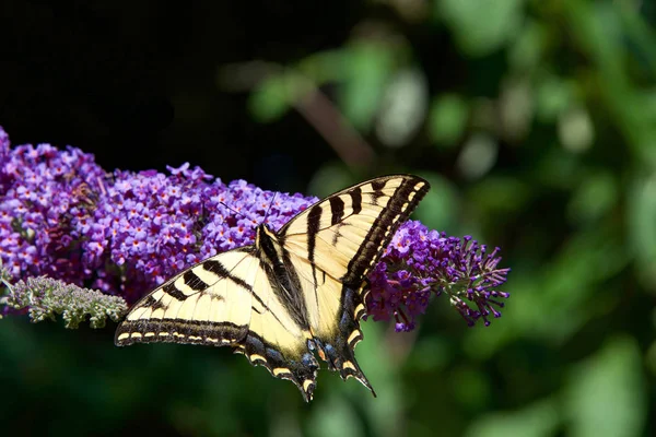 Eastern Tiger Swallowtail Papilio Glaucus Farfalla Fiori Viola Siringa Lilla — Foto Stock