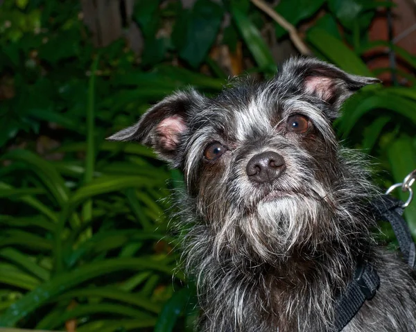 Portret van een zwart-wit border terriër mix hond op zoek omhoog, — Stockfoto