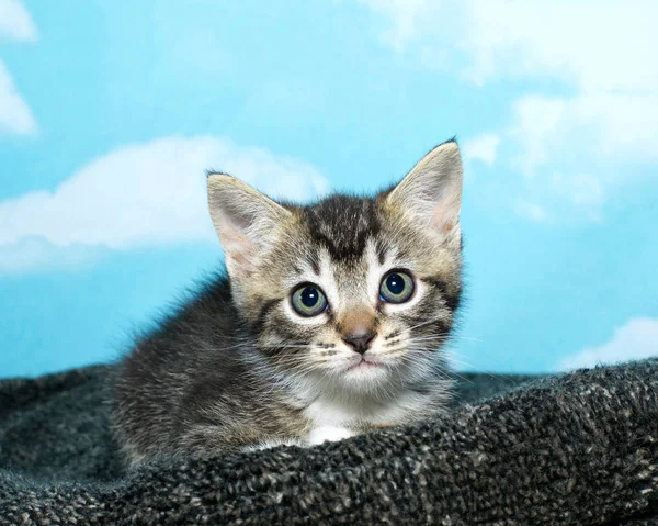 Un negro y blanco tabby gatito agachado abajo en un texturizado gra — Foto de Stock