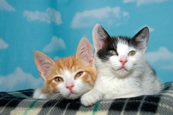 Two Week Old Kittens Checkered Blanket Blue Background White Clouds — Stock Photo, Image