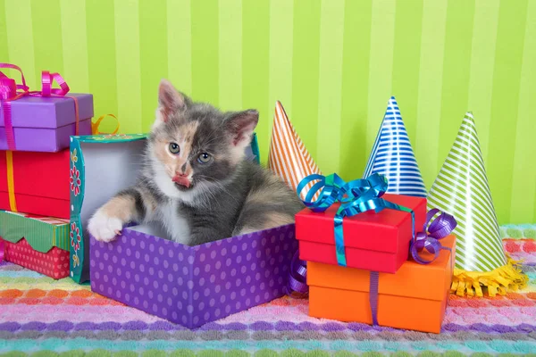 Двухмесячный Телячий Котенок Выглядывающий Подарка День Рождения Куче Ярко Окрашенных — стоковое фото