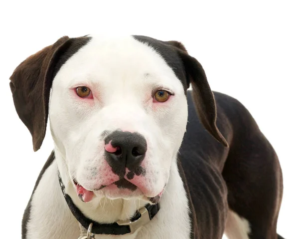 Pit Bull Terrier Marrone Bianco Americano Con Occhi Marroni Sclera — Foto Stock