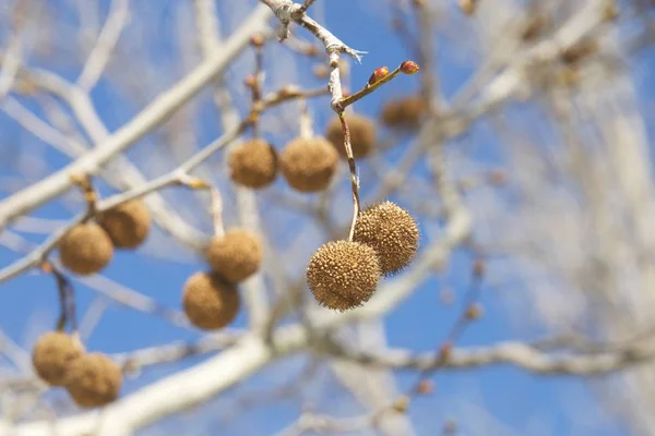 Seed pods for sycamore tree hanging from branch with blue sky ba