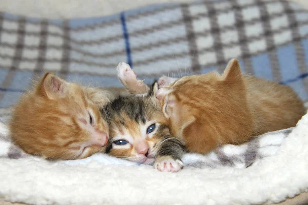 Jedna žena tortie torbie tabby kotě mezi dvěma mužské oranžové st — Stock fotografie