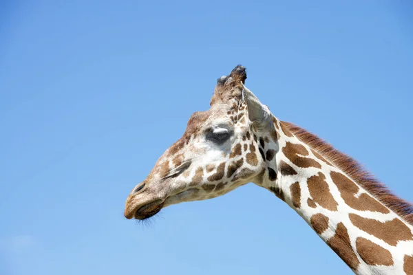 Retrato de una jirafa con fondo azul claro del cielo — Foto de Stock