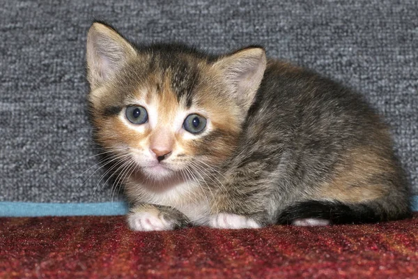 Calico tricolor tabby gatito agachado abajo en rojo textura carpe — Foto de Stock
