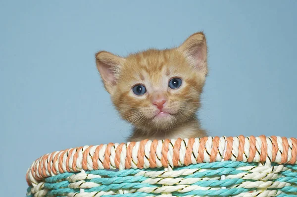 Orange tabby kattunge 4 veckor gammal sitter i flerfärgad vår — Stockfoto