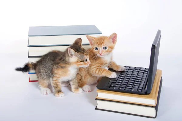 Erkek turuncu tekir kedicik minyatür dizüstü bilgisayara bakıyor.