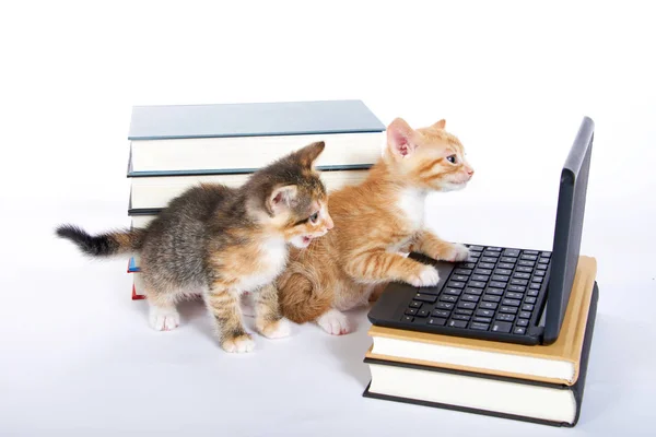 Dizüstü bilgisayarı ve kitapları olan iki kedi yavrusu.