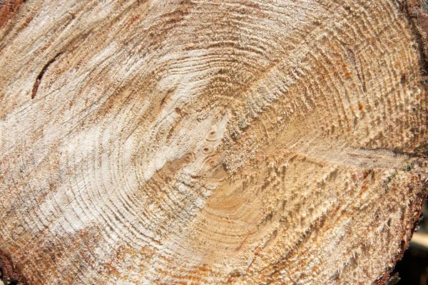 Tronco de árbol cortado borde áspero de madera con grano que muestra —  Fotos de Stock