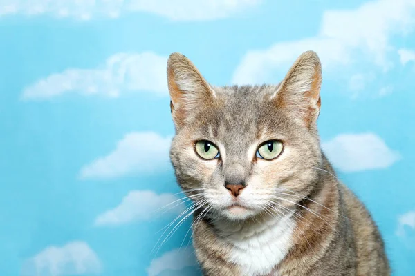 66 Blue Tortie Tabby With White Stock Photos Images Download Blue Tortie Tabby With White Pictures On Depositphotos 66 Blue Tortie Tabby With White Stock Photos Images Download Blue Tortie Tabby With White Pictures On Depositphotos