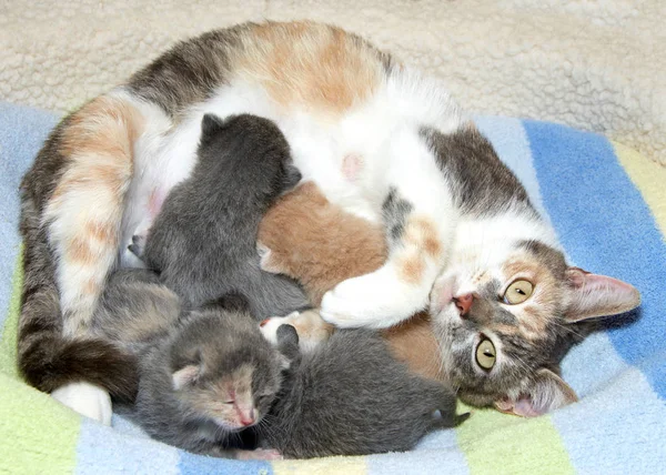 Dört kedi yavrusuyla birlikte Calico anne kedisi, başlarını kaldırmış bakıyorlar. Hamileliği önlemek için kedileri kısırlaştırma ve kısırlaştırma.