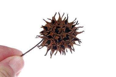 Sweet gum tree seed pod from Liquidambar styraciflua, commonly called American sweet gum a deciduous tree in the genus Liquidambar native to warm temperate areas clipart