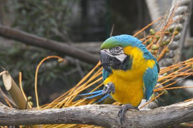 Mavi ve Altın makav bir ağaç dalında oturuyor