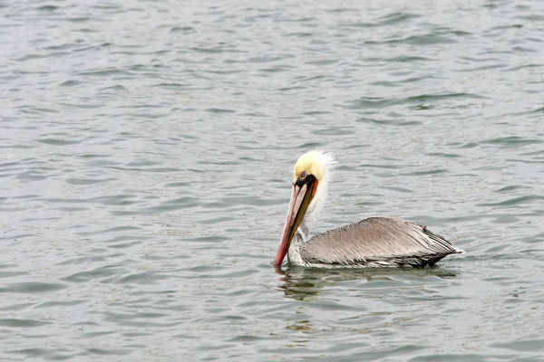 Natação pelicano marrom — Fotografia de Stock