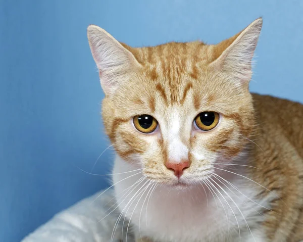 Retrato de gato Tabby naranja y blanco sobre fondo azul —  Fotos de Stock