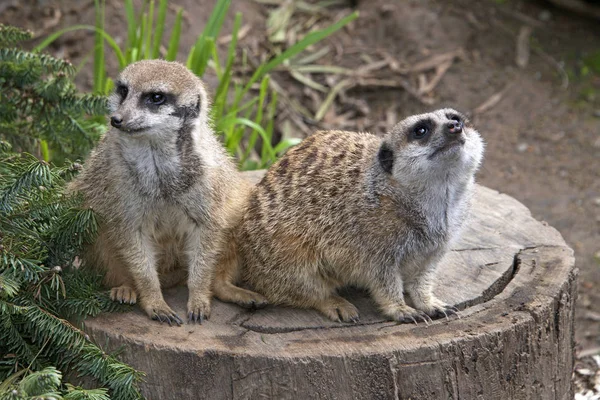 Dois meerkats em um toco de árvore — Fotografia de Stock