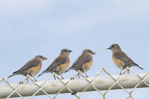 Quatro Bluebirds fêmeas da Páscoa (sialia sialis) em um fen da ligação chain — Fotografia de Stock