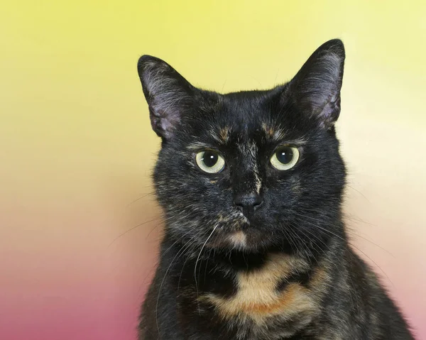 Portrét torbie z černé a oranžové tortie, nebo Tortoiseshell t — Stock fotografie