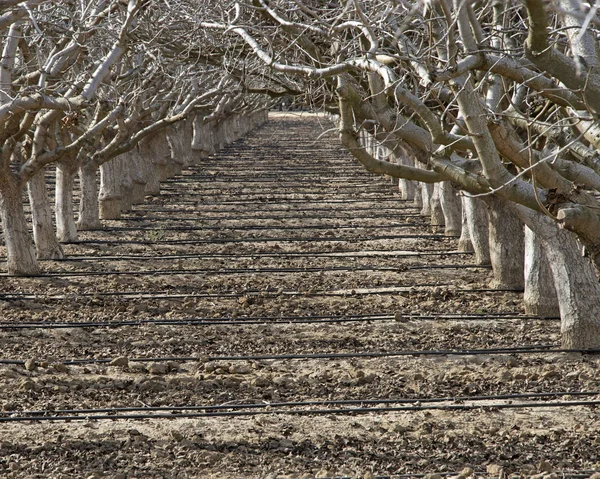 Camino entre hileras de árboles frutales dormidos con líneas de riego acr — Foto de Stock