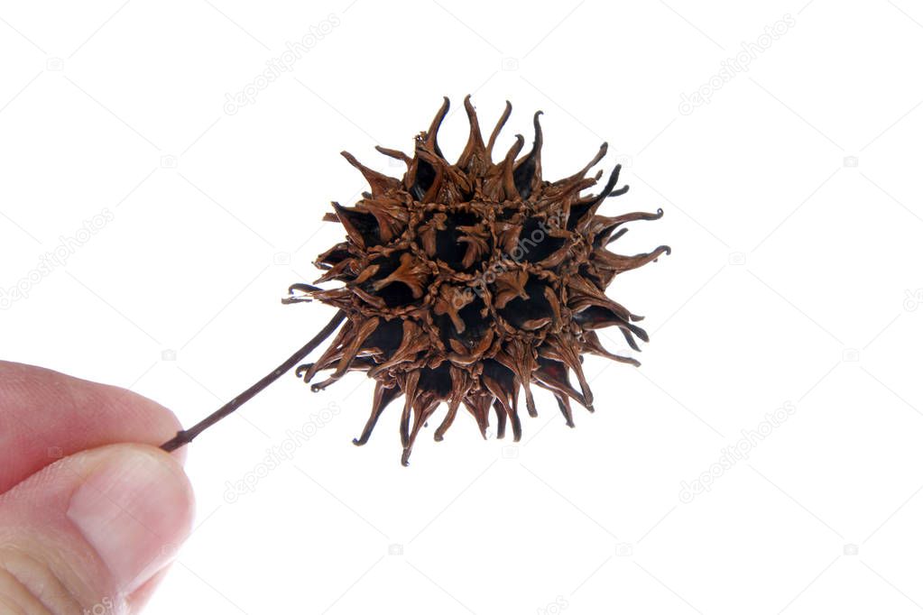 Sweet gum tree seed pod from Liquidambar styraciflua, commonly called American sweet gum a deciduous tree in the genus Liquidambar native to warm temperate areas