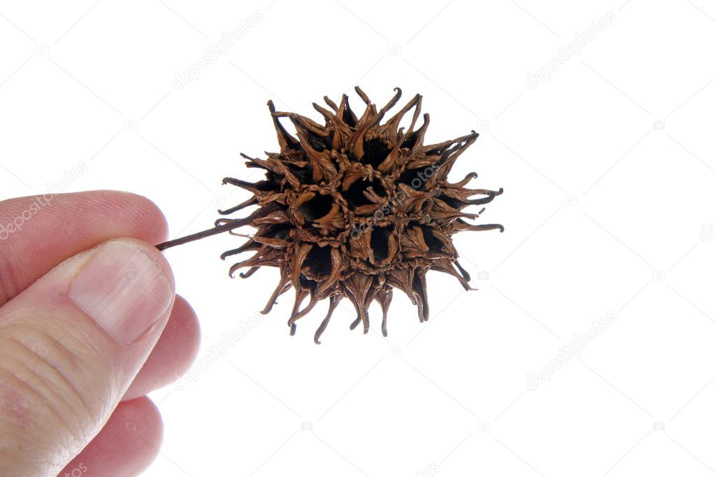 Sweet gum tree seed pod from Liquidambar styraciflua, commonly called American sweet gum a deciduous tree in the genus Liquidambar native to warm temperate areas