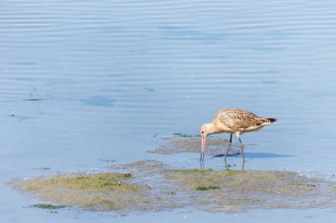 Bir Marled Godwit kıyı şeridi boyunca sığ sularda yiyor. Godwit 'in dört türünün en büyüğü, sonbaharda Kaliforniya, Oregon ve Washington kıyılarına sürü halinde göç ederler.