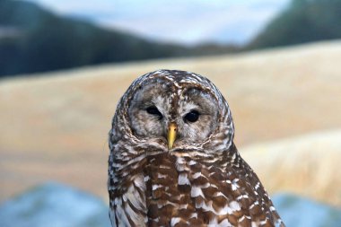 Spotted owl close up with field and mountains in background. The spotted owl is a species of true owl.  clipart