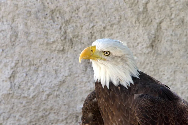 近照一只秃头鹰的肖像 后面有纹理岩石墙 概要视图 一种在北美发现的猛禽 — 图库照片