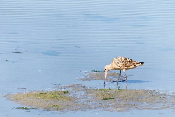 One Marbled Godwit Eating Shallow Water Shoreline Largest Four Species — Stock Photo, Image