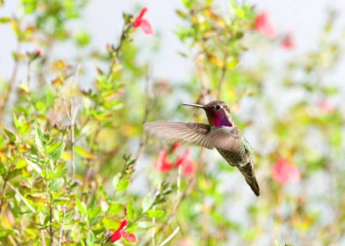 Anna's hummingbird perched on small branch of butterfly bush flower plant, looking around and vocalizing. It has an iridescent bronze green back, a pale grey chest and belly, and green flanks clipart