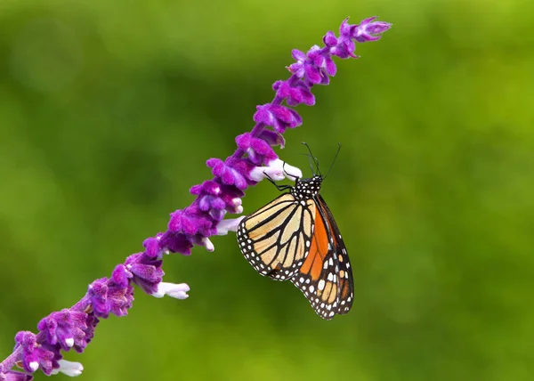 Cerca Monarca Mariposa Bebiendo Néctar Púrpura Flores Salvia Mexicana Poca —  Fotos de Stock