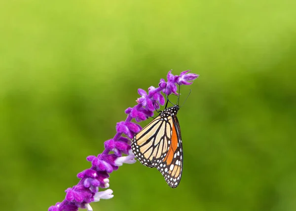 Chiudere Una Farfalla Monarca Bere Nettare Viola Fiori Salvia Messicani — Foto Stock