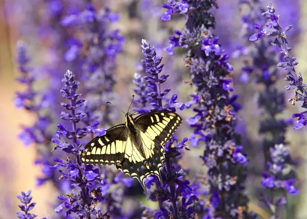 Nahaufnahme Östlicher Tigerschwalbenschwanz Schmetterling Trinkt Nektar Aus Lila Blüten — Stockfoto