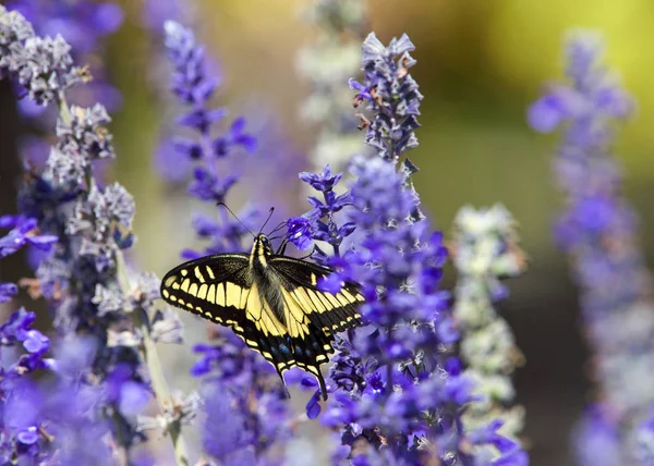 Nahaufnahme Östlicher Tigerschwalbenschwanz Schmetterling Trinkt Nektar Aus Lila Blüten — Stockfoto