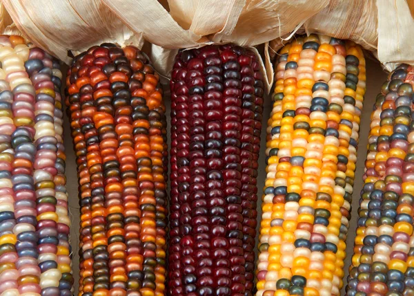 different colors of vibrant ears of Indian Corn with husks pulled back. A symbol of harvest season, ears of corn with multicolored kernels crop up every fall adorning doors and grace center pieces