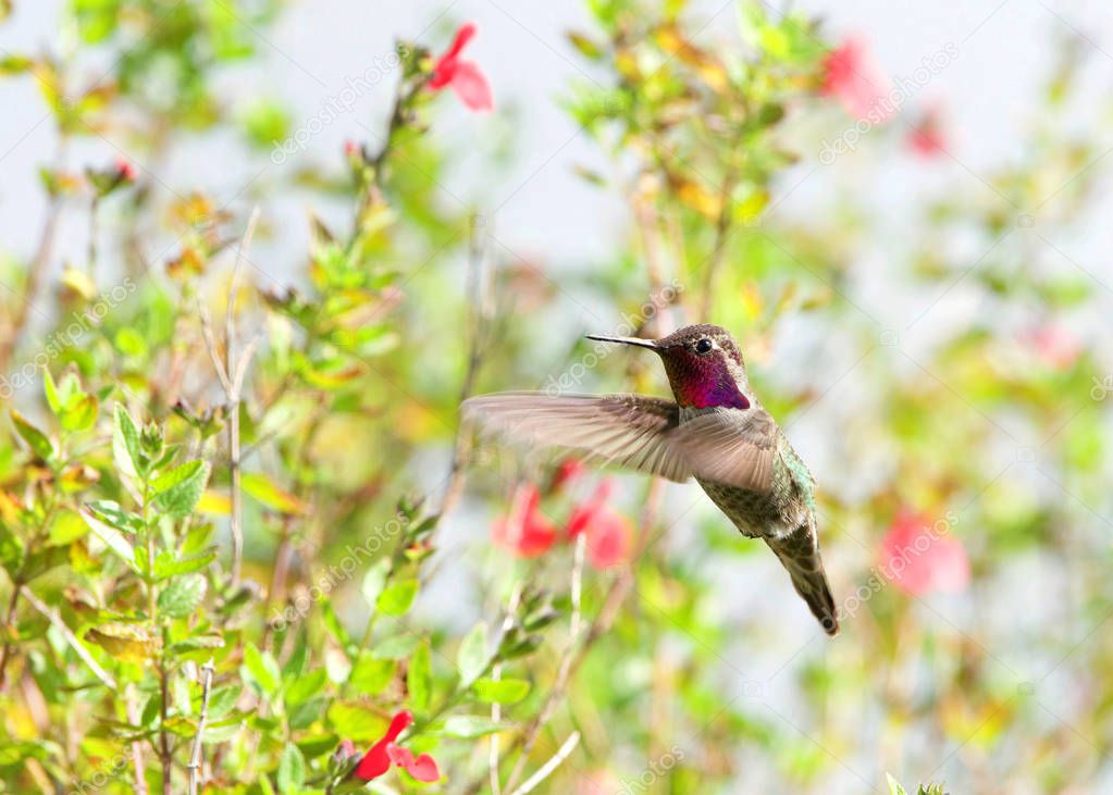 Anna's hummingbird perched on small branch of butterfly bush flower plant, looking around and vocalizing. It has an iridescent bronze green back, a pale grey chest and belly, and green flanks
