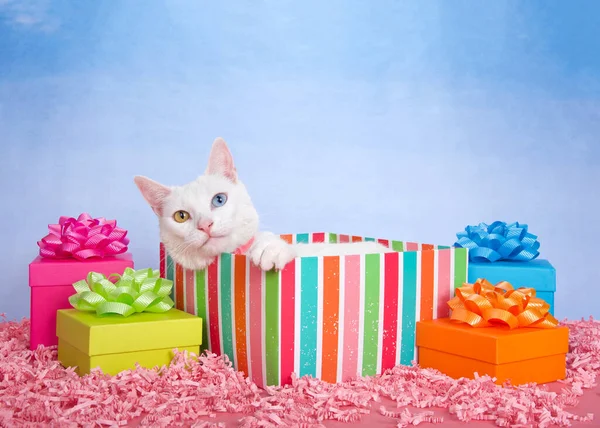 White Khao Manee cat with heterochromia peaking out of a colorful striped birthday present box surrounded by brightly colored presents with bows. Pink confetti on table, blue textured sky background.